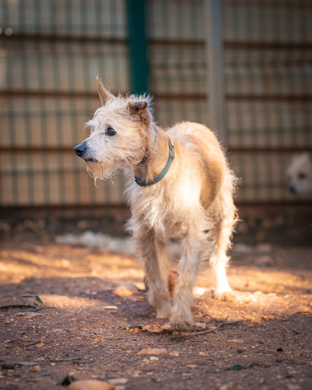 Daisy, female 6yo Mixed Breed for adoption at Cadela Carlota, Cadela Carlota