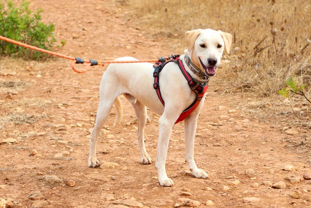 Frosty, male 5yo Mixed Breed for adoption at Cadela Carlota, Cadela Carlota