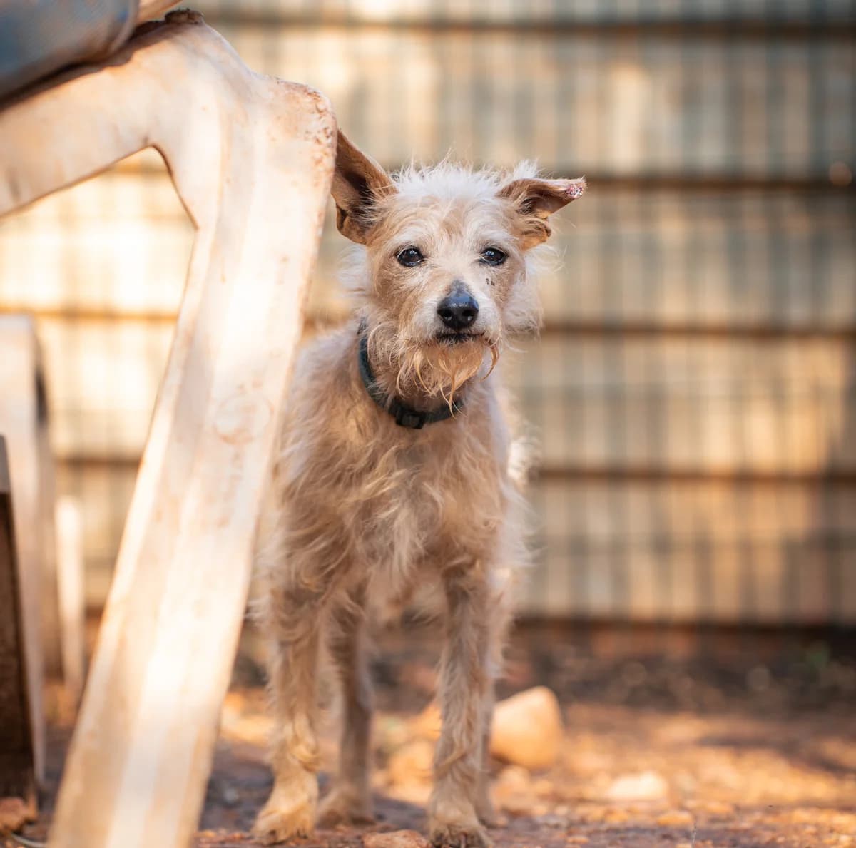 Jack, male senior Mixed Breed for adoption at Cadela Carlota, Cadela Carlota