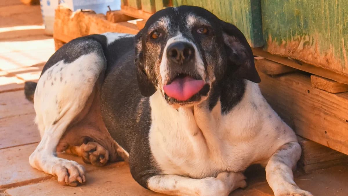 Jaqui, female senior Mixed Breed for adoption at Cadela Carlota, Cadela Carlota