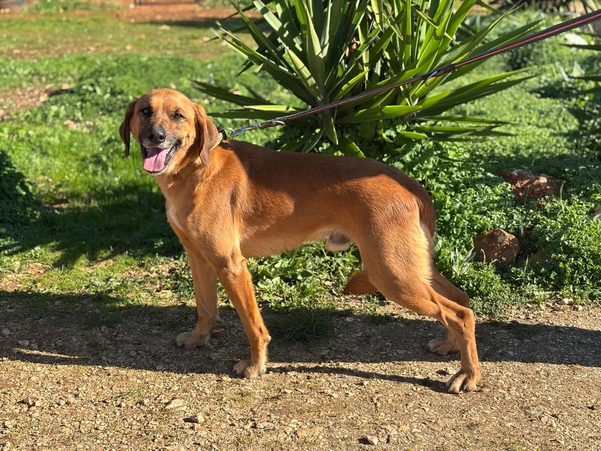 Kiko, male 4yo Mixed Breed for adoption at Cadela Carlota, Cadela Carlota