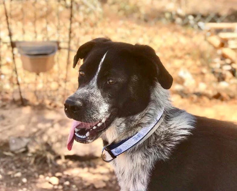 Lassie, female young Mixed Breed for adoption at Cadela Carlota, Cadela Carlota