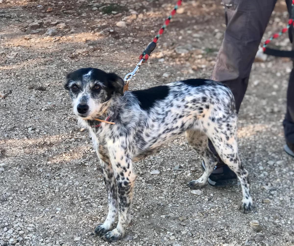Linda, female senior Mixed Breed for adoption at Cadela Carlota, Cadela Carlota