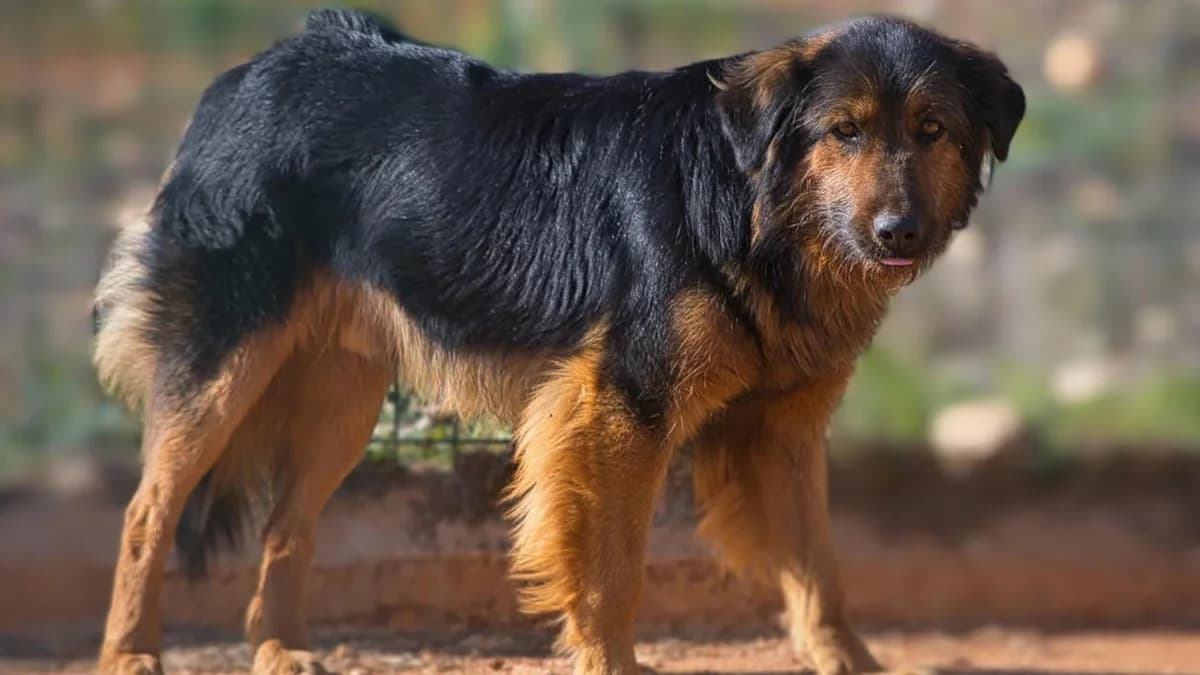Lindo, male 7yo Mixed Breed for adoption at Cadela Carlota, Cadela Carlota