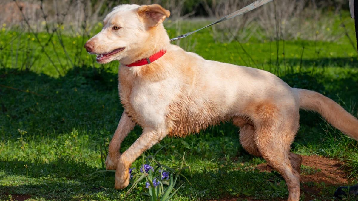 Lobito, male 6yo Mixed Breed for adoption at Cadela Carlota, Cadela Carlota