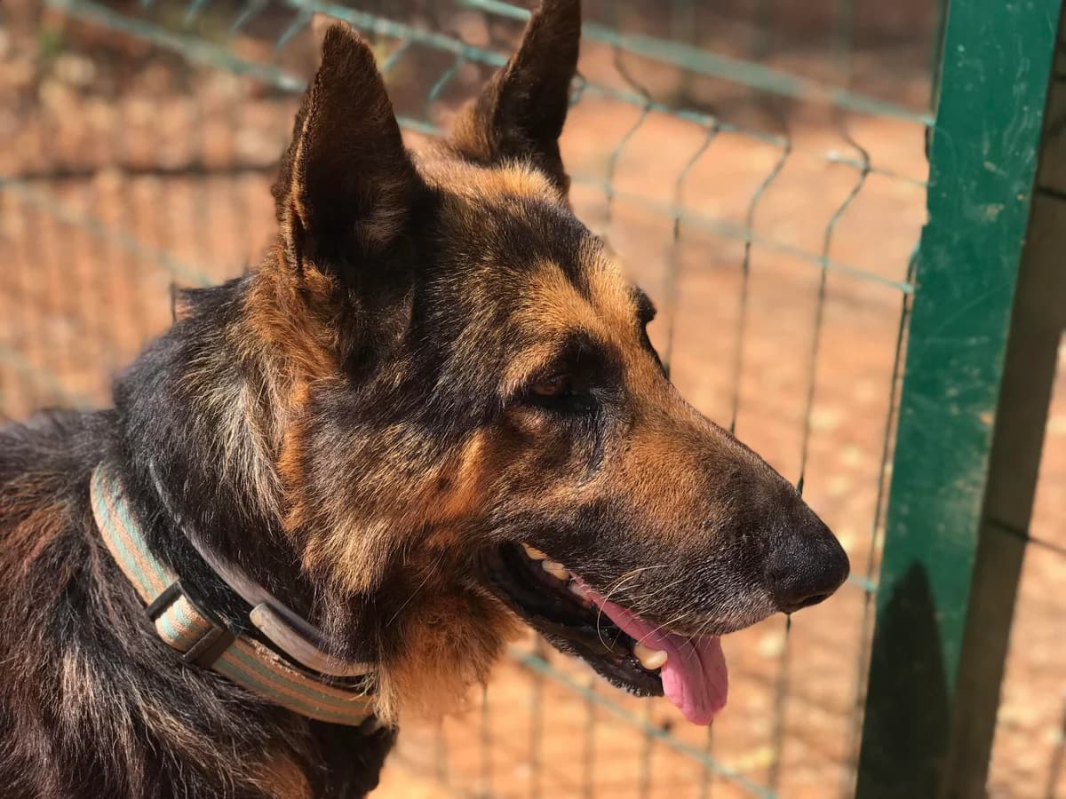 Max, male senior Mixed Breed for adoption at Cadela Carlota, Cadela Carlota