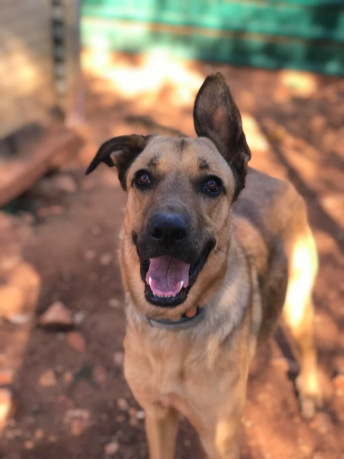 Maya, female young Mixed Breed for adoption at Cadela Carlota, Cadela Carlota