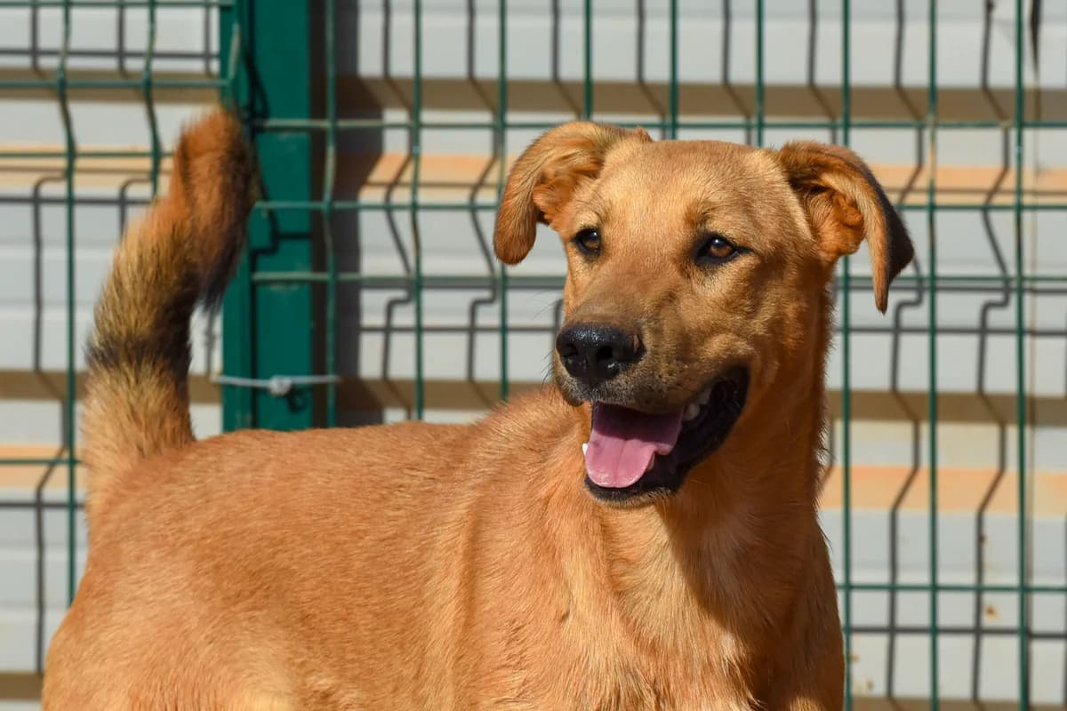 Morris, male senior Mixed Breed for adoption at Cadela Carlota, Cadela Carlota