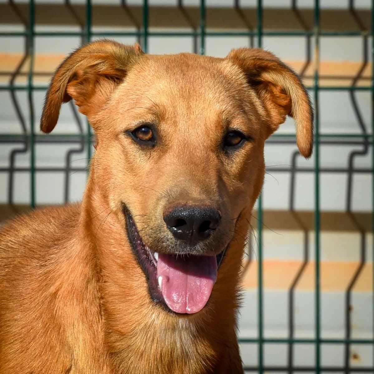 Morris, male Mixed Breed for adoption at Cadela Carlota, Cadela Carlota photo 2