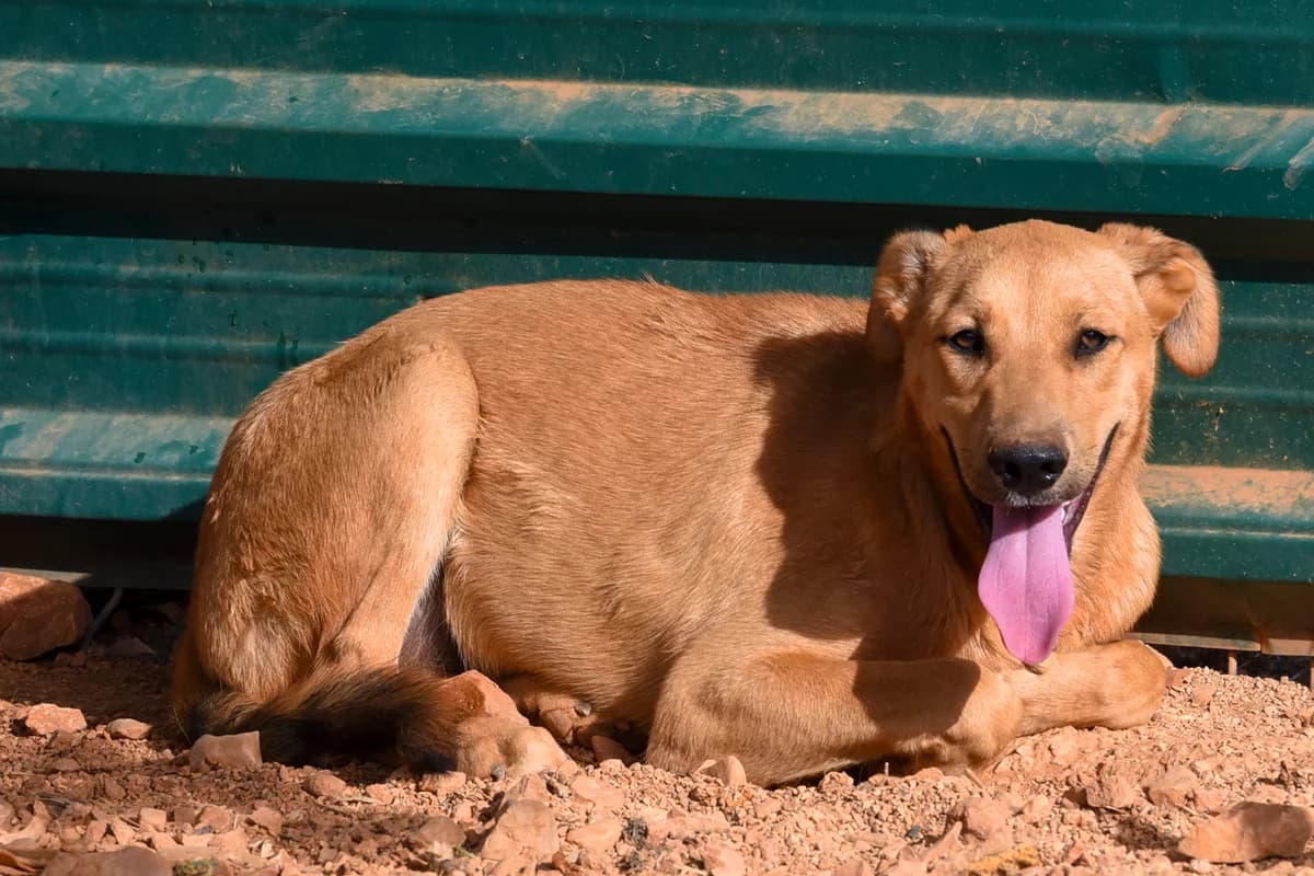 Morris, male Mixed Breed for adoption at Cadela Carlota, Cadela Carlota photo 3