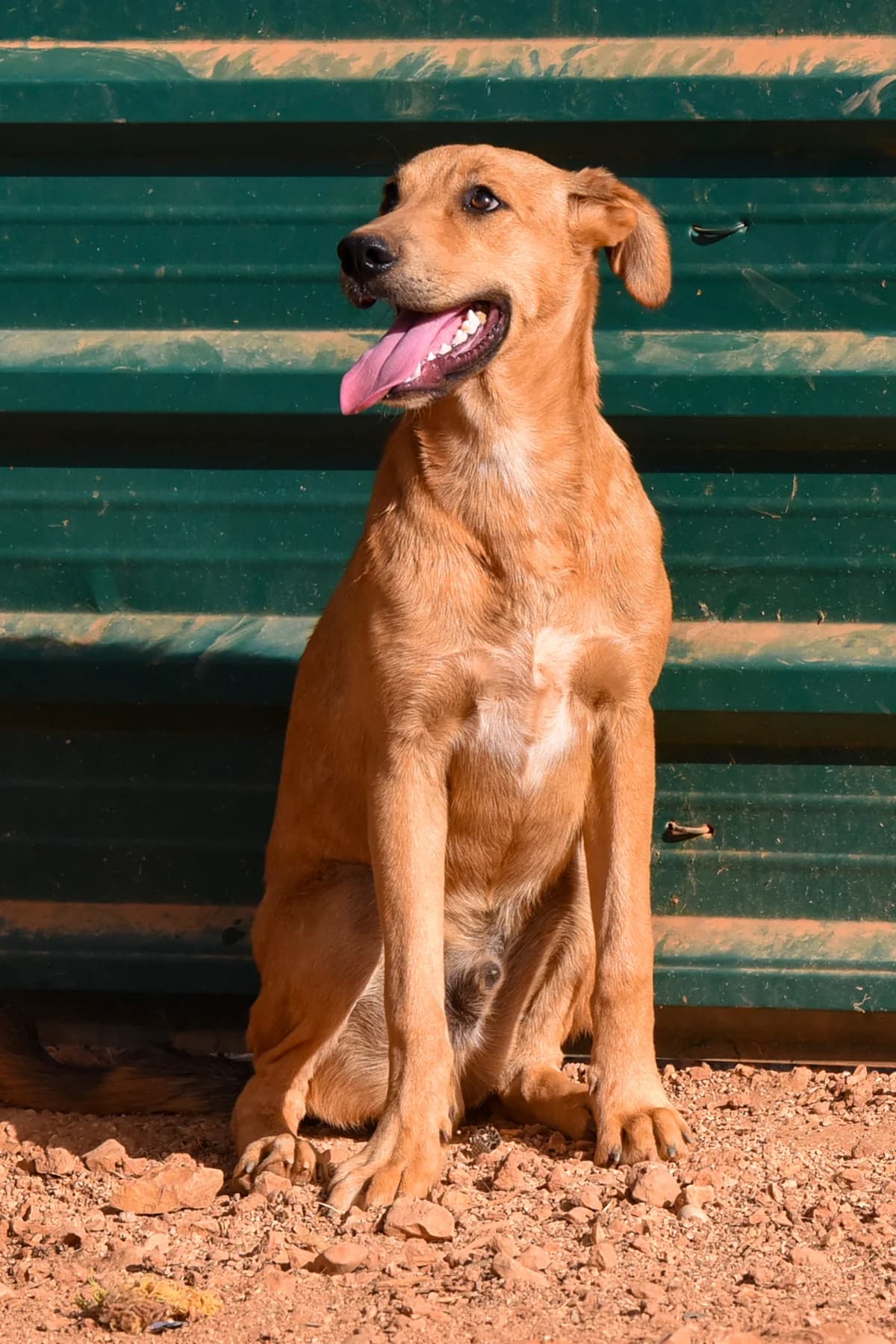 Morris, male Mixed Breed for adoption at Cadela Carlota, Cadela Carlota photo 4