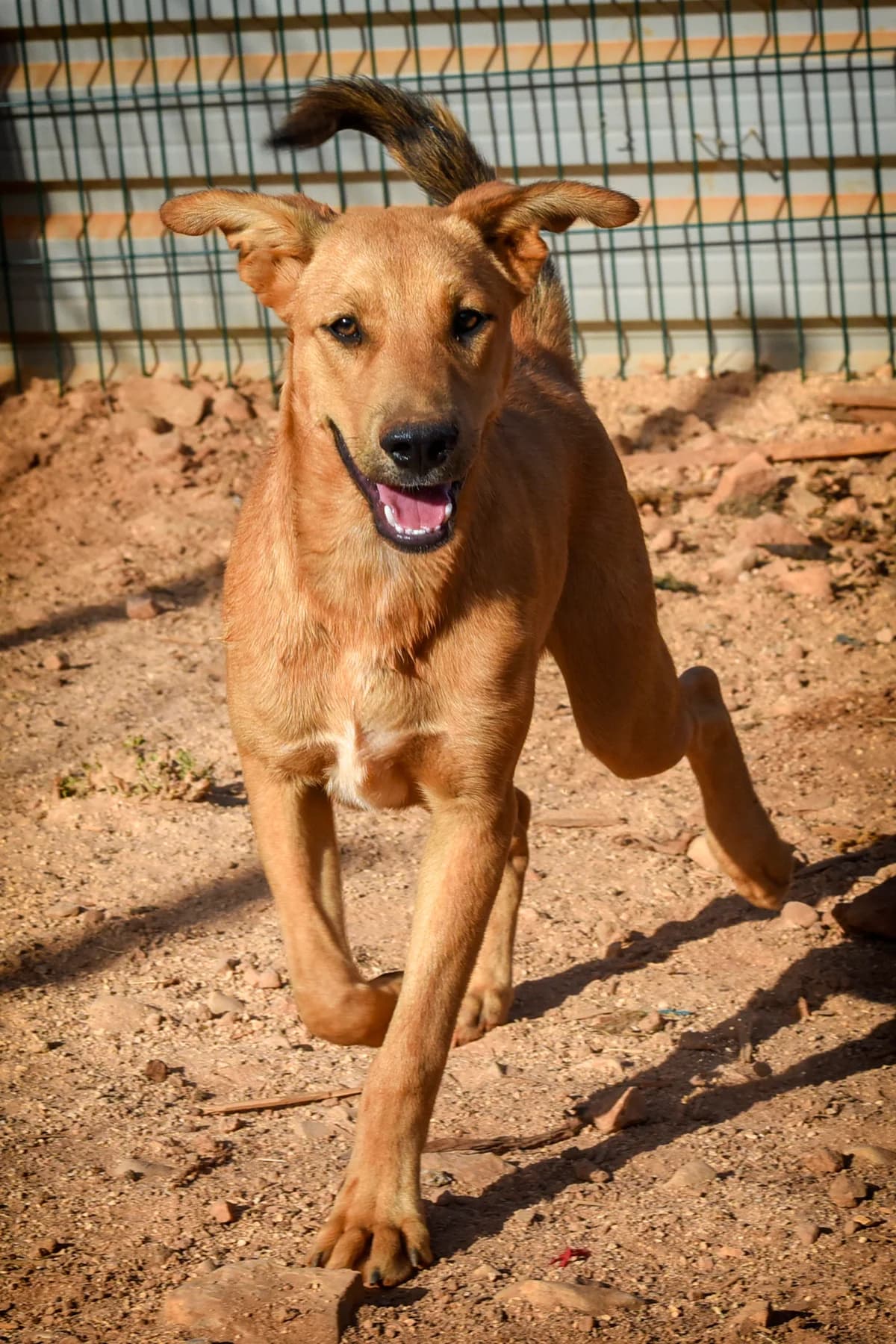 Morris, male Mixed Breed for adoption at Cadela Carlota, Cadela Carlota photo 5