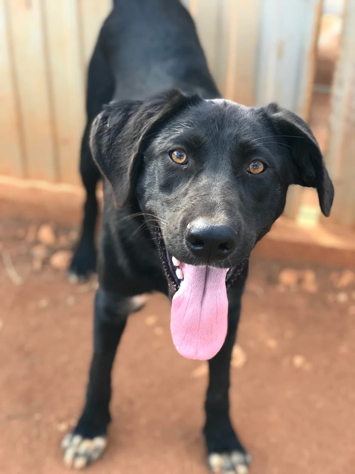 Muki, male Mixed Breed for adoption at Cadela Carlota, Cadela Carlota photo 2