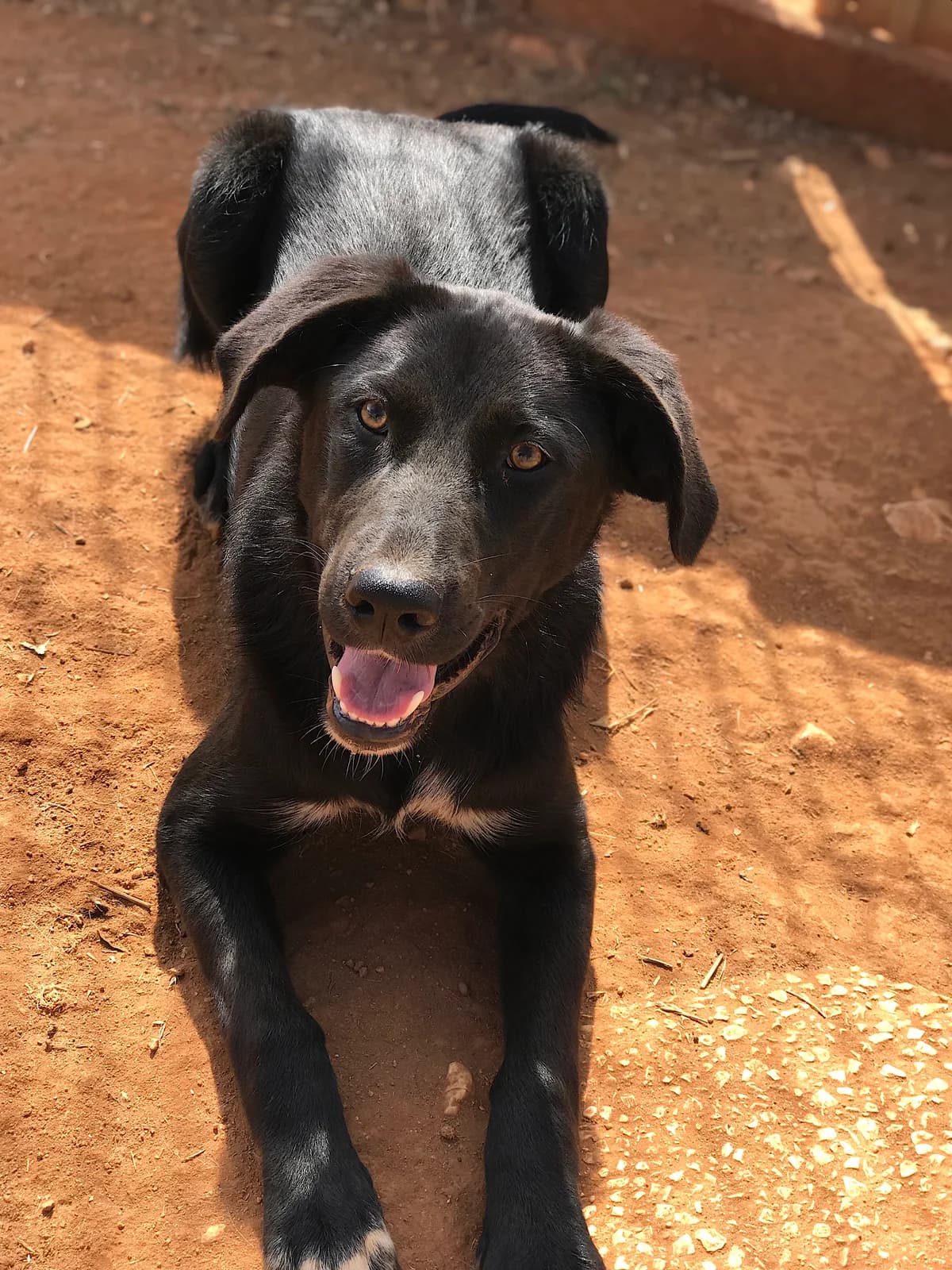 Muki, male Mixed Breed for adoption at Cadela Carlota, Cadela Carlota photo 3