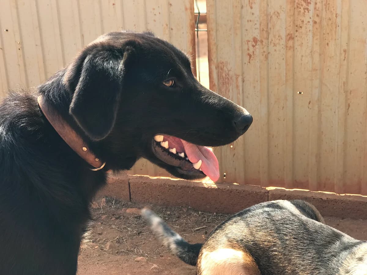 Muki, male Mixed Breed for adoption at Cadela Carlota, Cadela Carlota photo 4