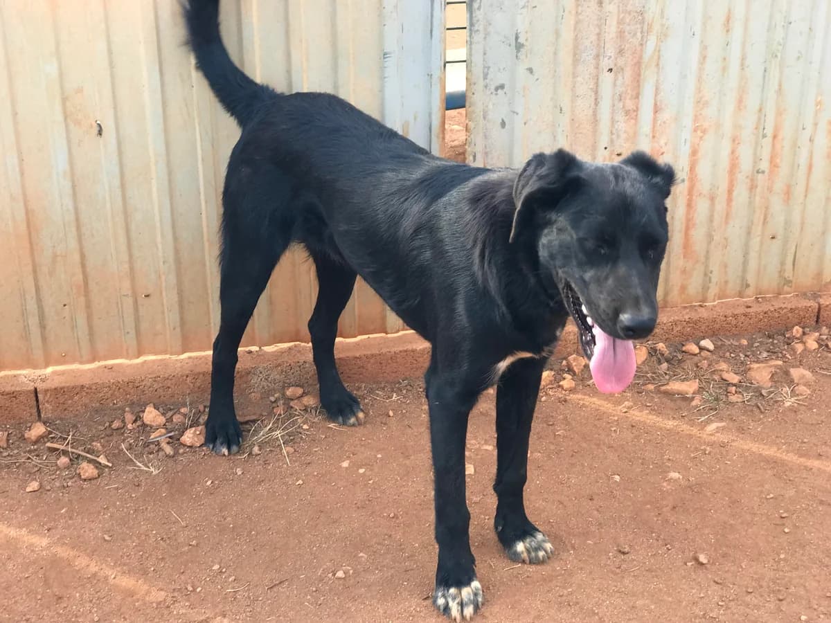 Muki, male Mixed Breed for adoption at Cadela Carlota, Cadela Carlota photo 5