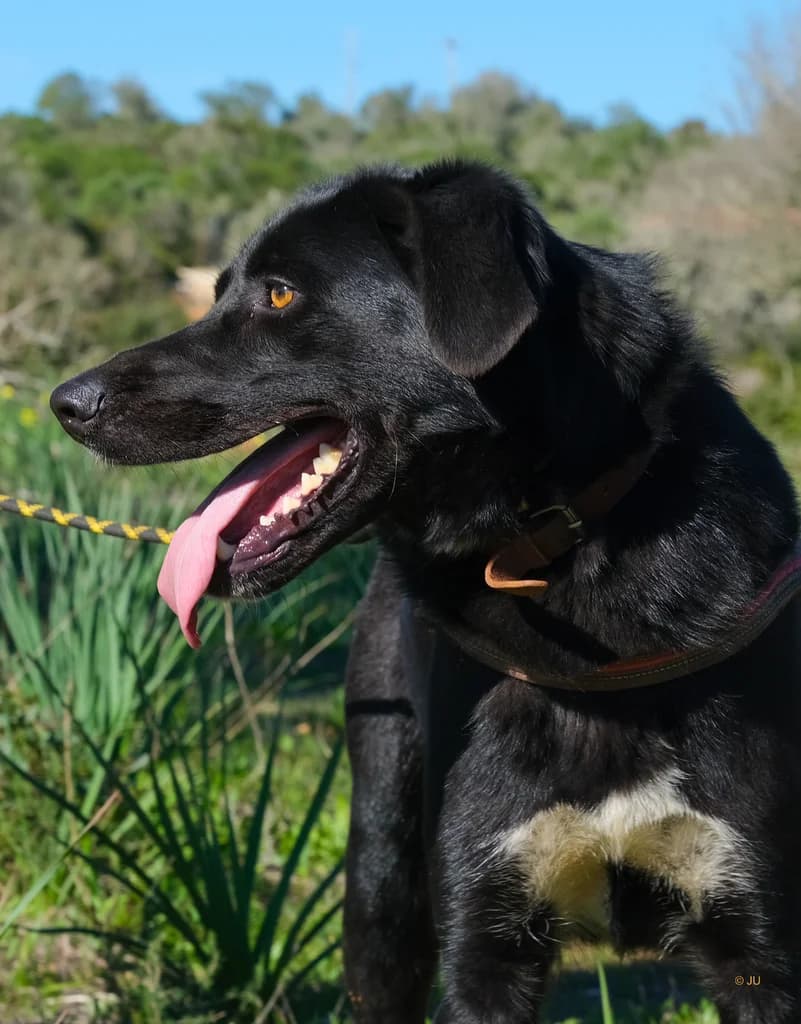 Muki, male Mixed Breed for adoption at Cadela Carlota, Cadela Carlota photo 6