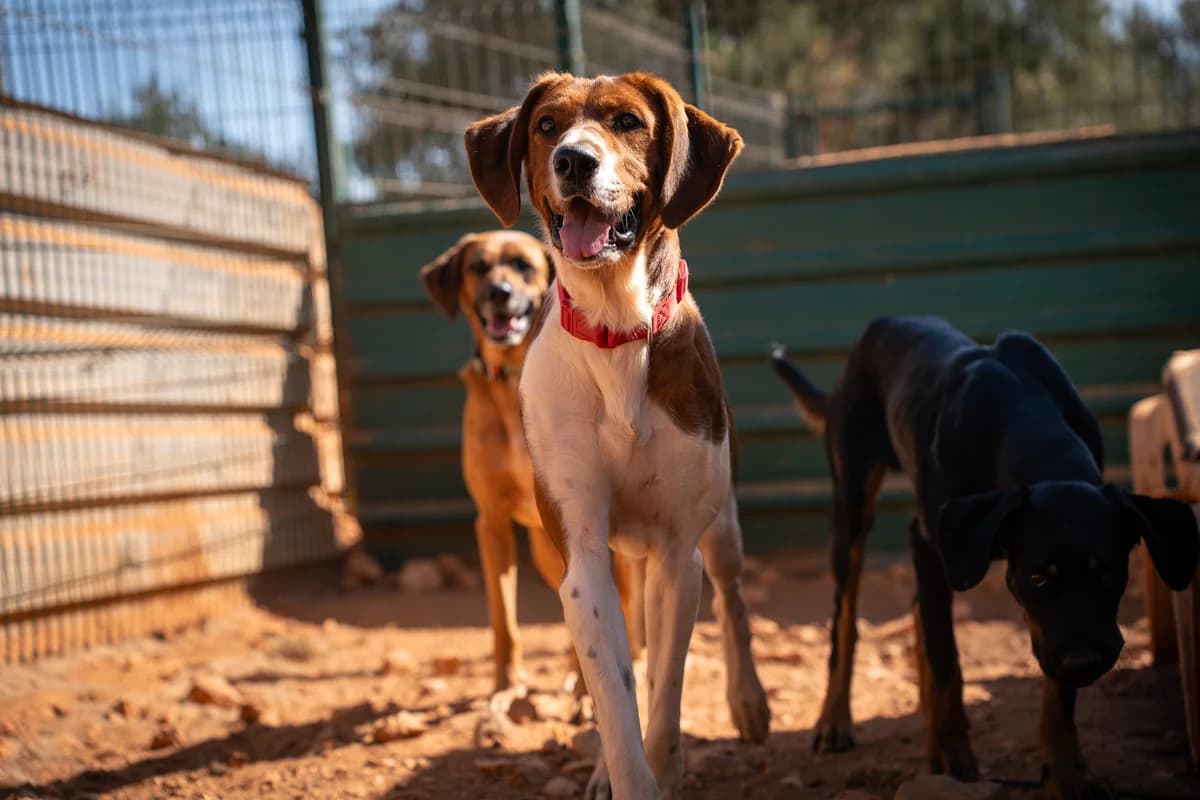 Nero, male Mixed Breed for adoption at Cadela Carlota, Cadela Carlota photo 2