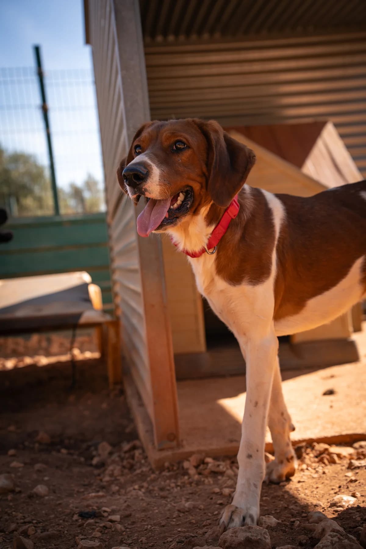 Nero, male Mixed Breed for adoption at Cadela Carlota, Cadela Carlota photo 3