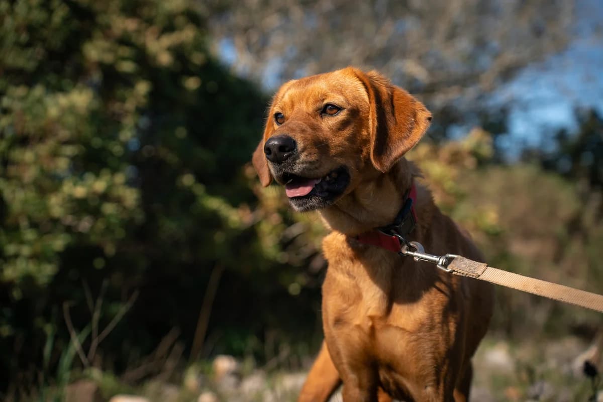 Nina, female Mixed Breed for adoption at Cadela Carlota, Cadela Carlota photo 2