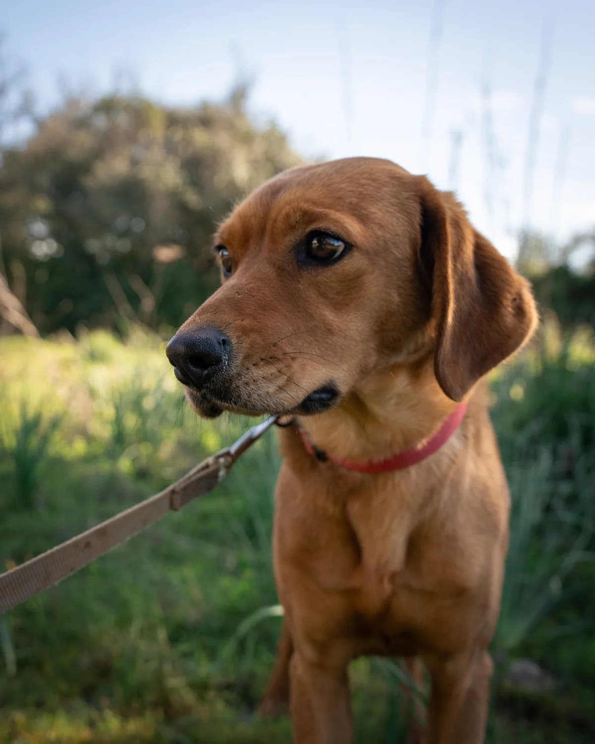 Nina, female Mixed Breed for adoption at Cadela Carlota, Cadela Carlota photo 3