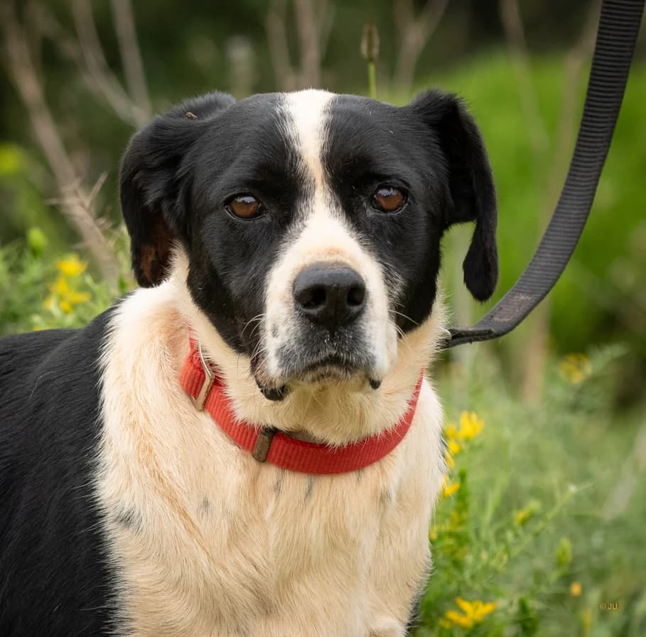 Odi, male Mixed Breed for adoption at Cadela Carlota, Cadela Carlota photo 2