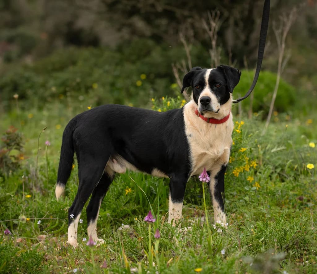 Odi, male Mixed Breed for adoption at Cadela Carlota, Cadela Carlota photo 3