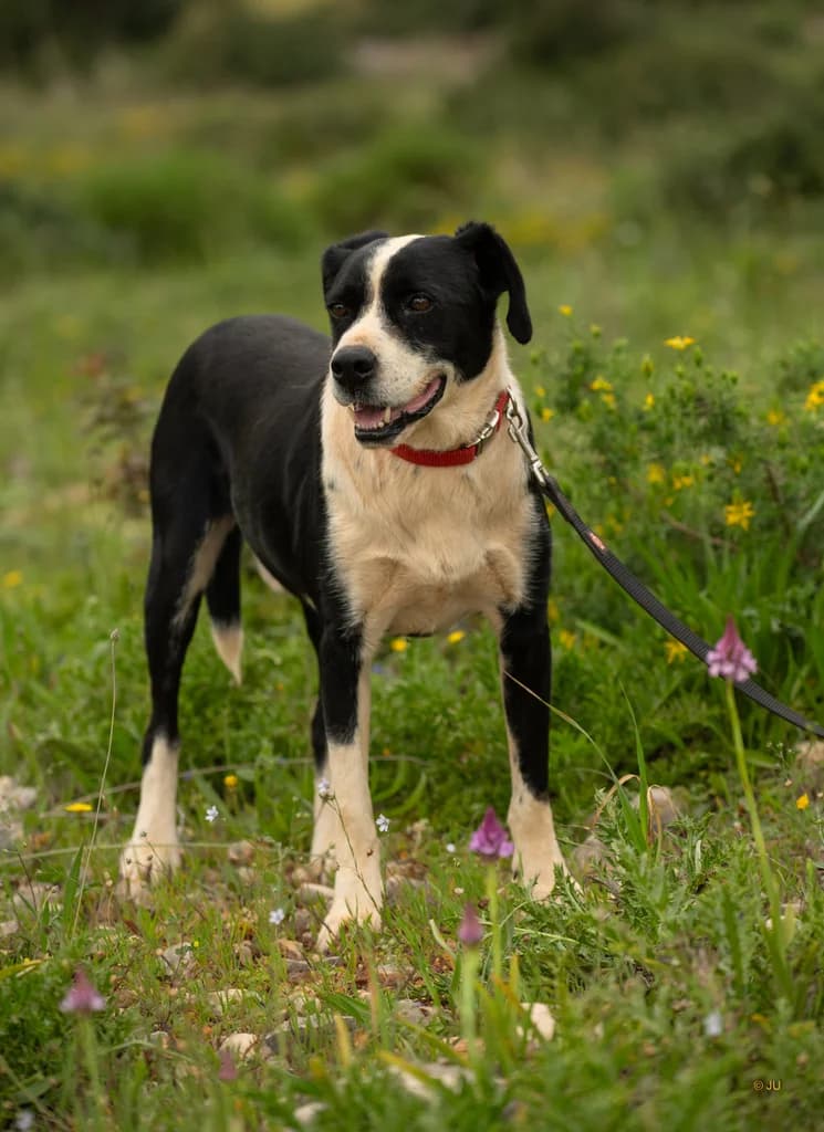 Odi, male Mixed Breed for adoption at Cadela Carlota, Cadela Carlota photo 4