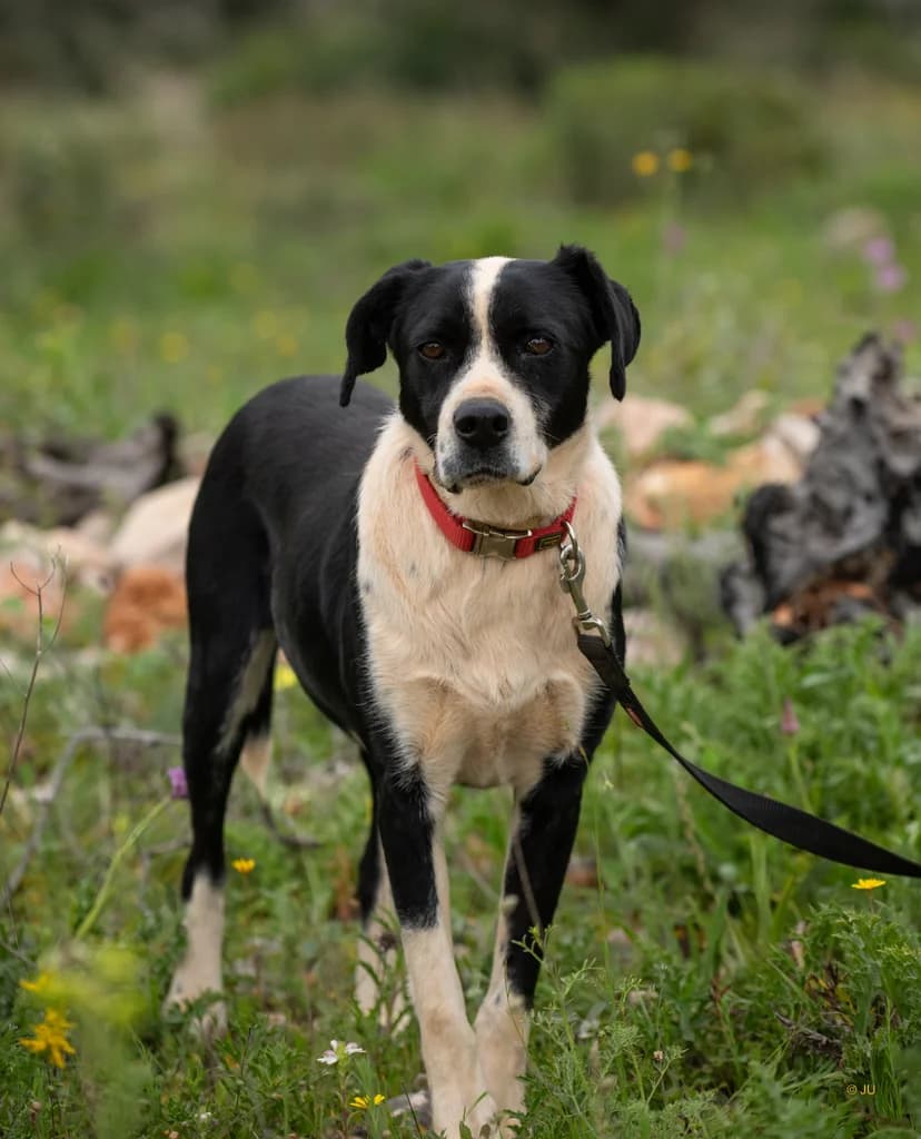 Odi, male Mixed Breed for adoption at Cadela Carlota, Cadela Carlota photo 5