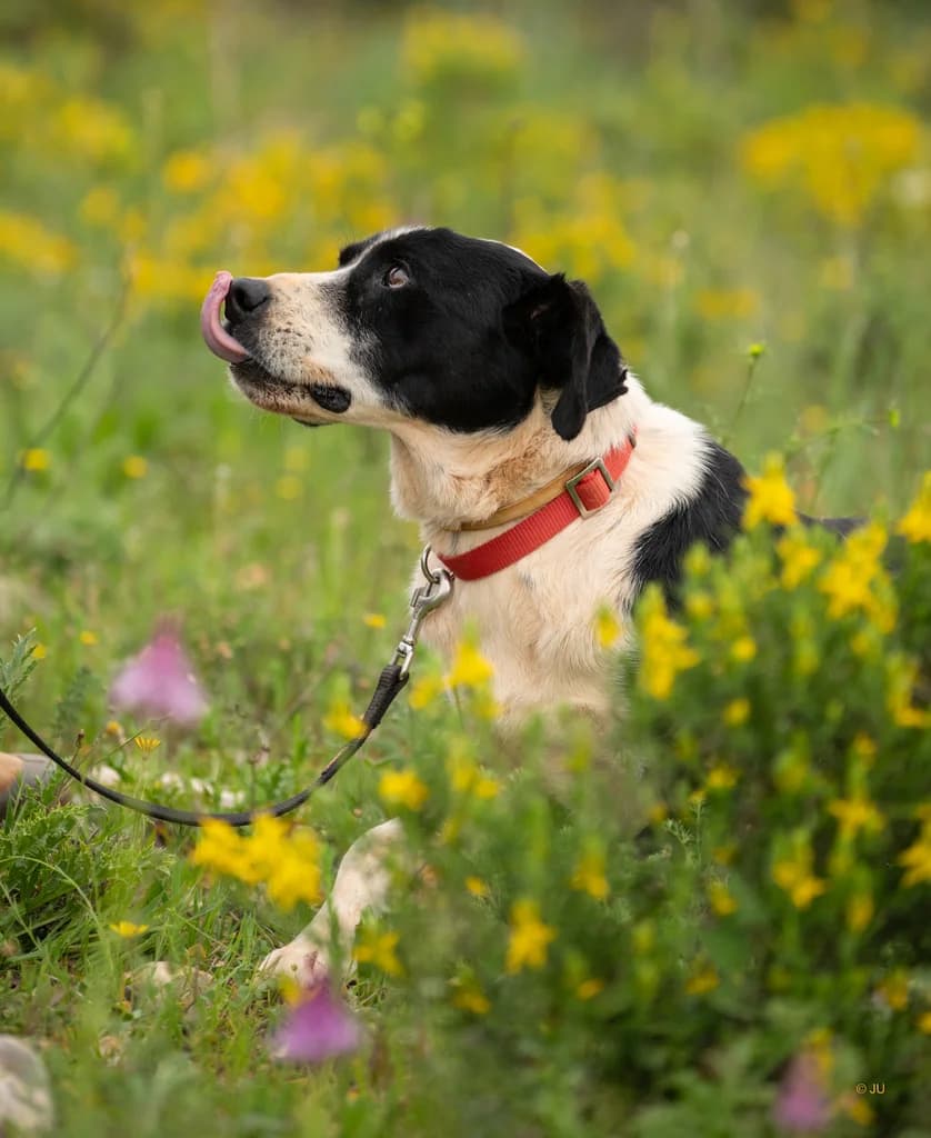 Odi, male Mixed Breed for adoption at Cadela Carlota, Cadela Carlota photo 6