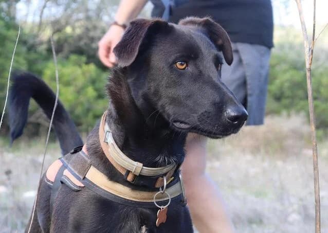 Pagira, female 4yo Mixed Breed for adoption at Cadela Carlota, Cadela Carlota