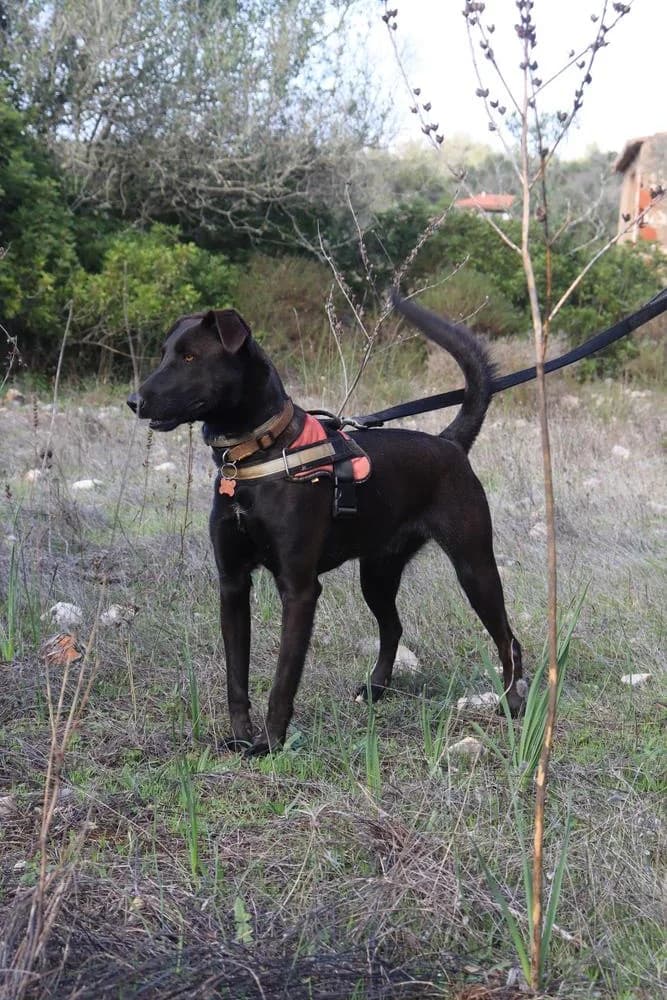 Pagira, female Mixed Breed for adoption at Cadela Carlota, Cadela Carlota photo 2