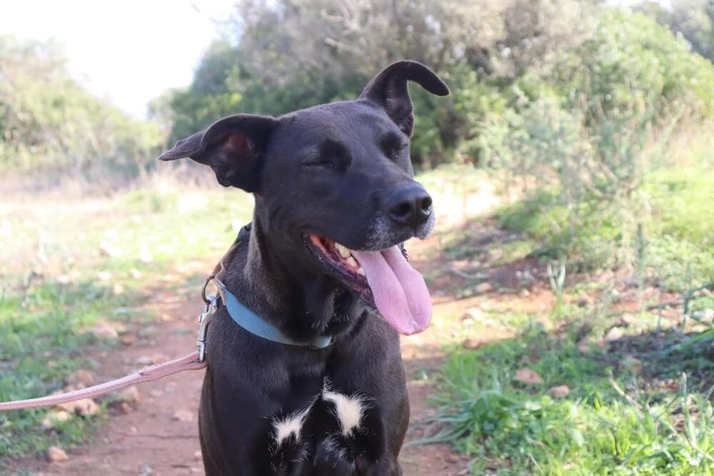 Pagira, female Mixed Breed for adoption at Cadela Carlota, Cadela Carlota photo 3