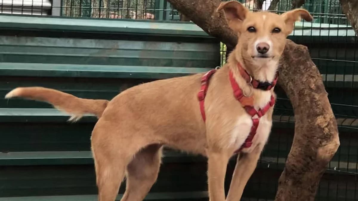Peanut, female 3yo Mixed Breed for adoption at Cadela Carlota, Cadela Carlota