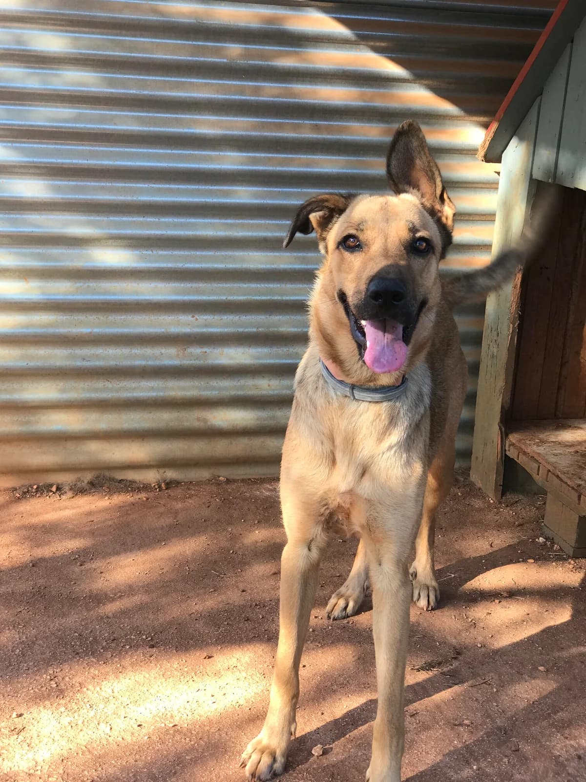 Peanut, female Mixed Breed for adoption at Cadela Carlota, Cadela Carlota photo 2