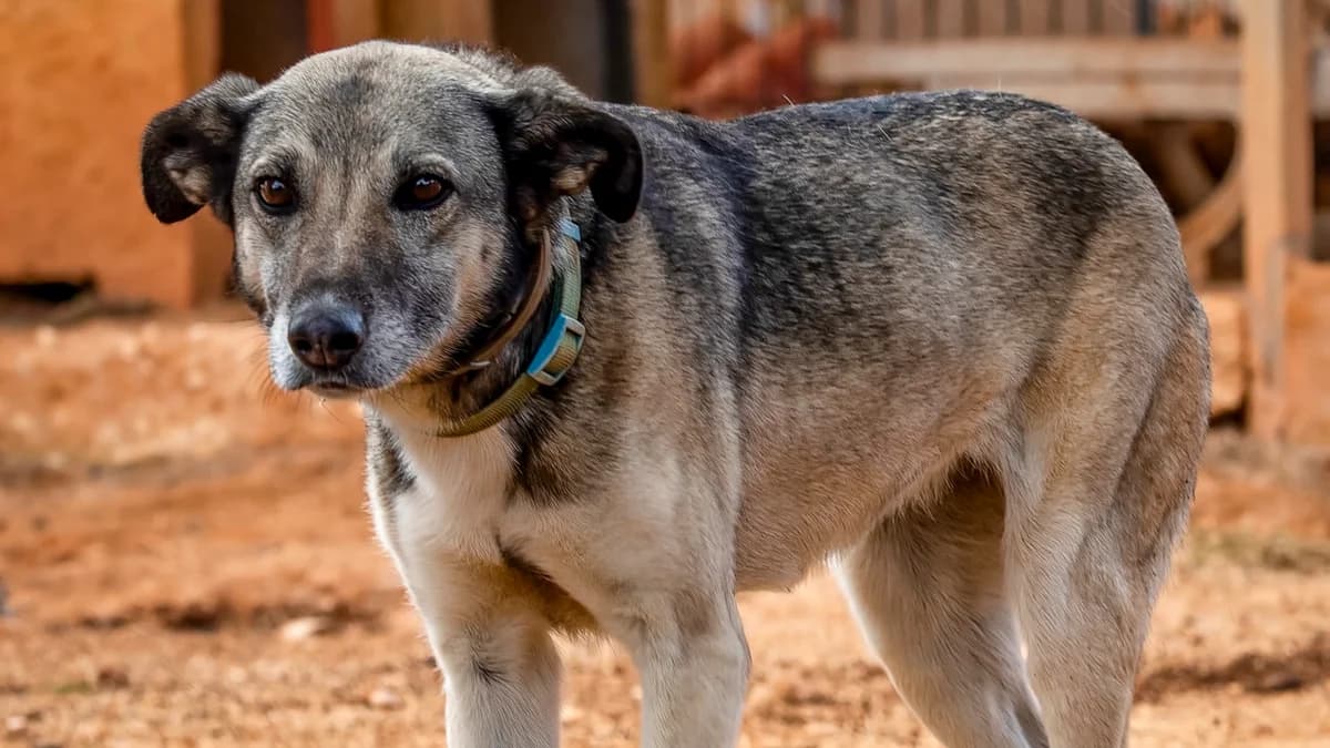 Pita, female senior Mixed Breed for adoption at Cadela Carlota, Cadela Carlota