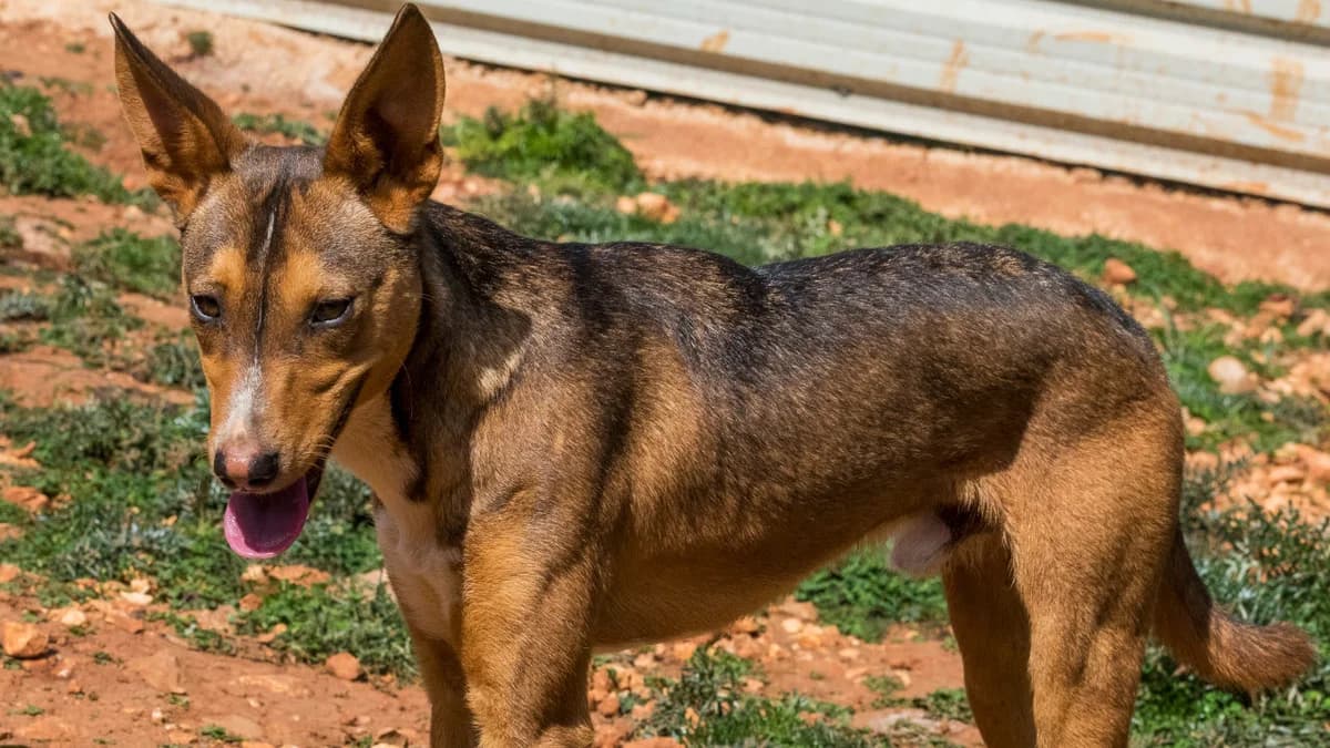 Rafa, male senior Mixed Breed for adoption at Cadela Carlota, Cadela Carlota
