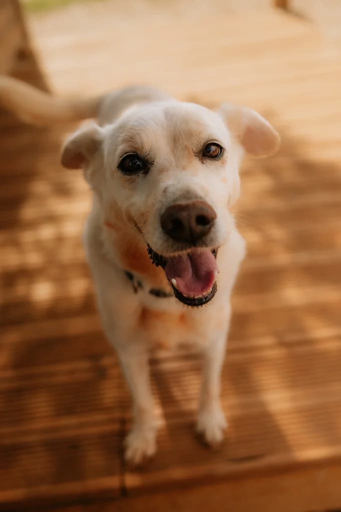 Ricky, male senior Mixed Breed for adoption at Cadela Carlota, Cadela Carlota