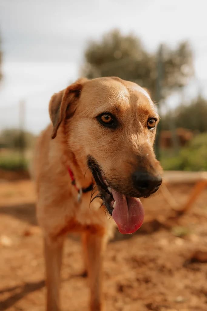 Ricky, male Mixed Breed for adoption at Cadela Carlota, Cadela Carlota photo 2