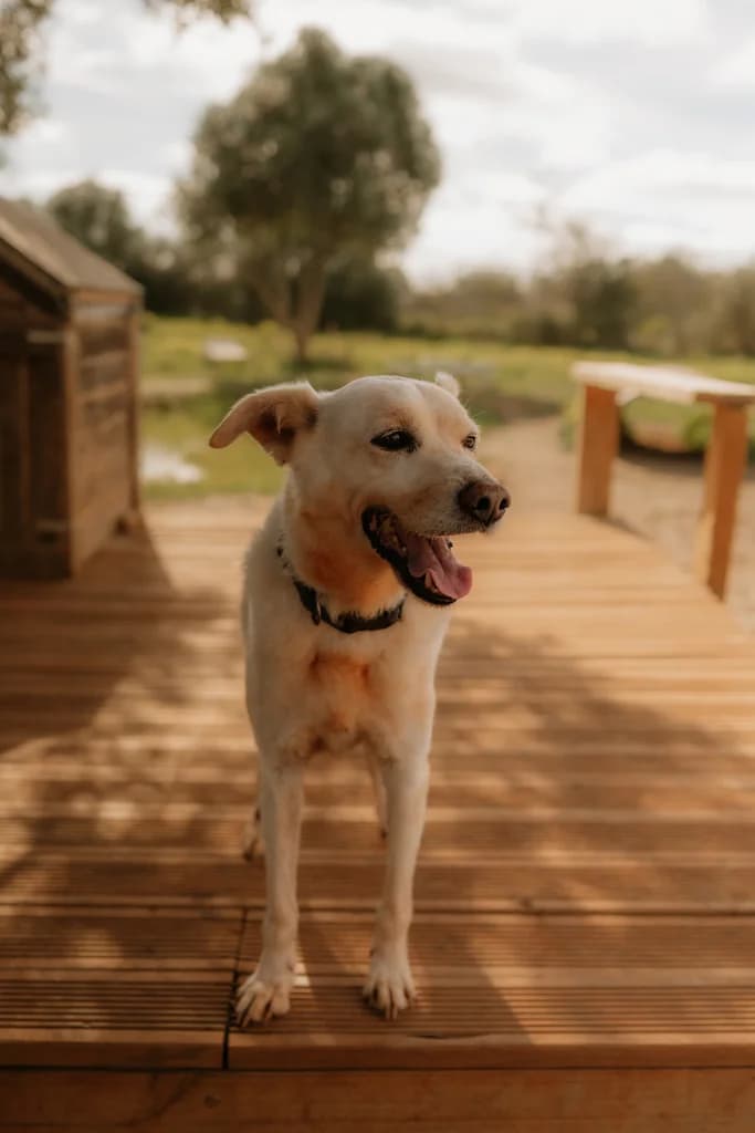 Ricky, male Mixed Breed for adoption at Cadela Carlota, Cadela Carlota photo 3