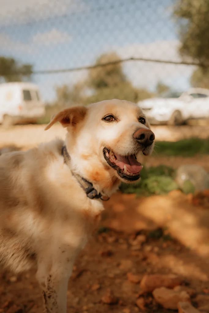 Ricky, male Mixed Breed for adoption at Cadela Carlota, Cadela Carlota photo 4