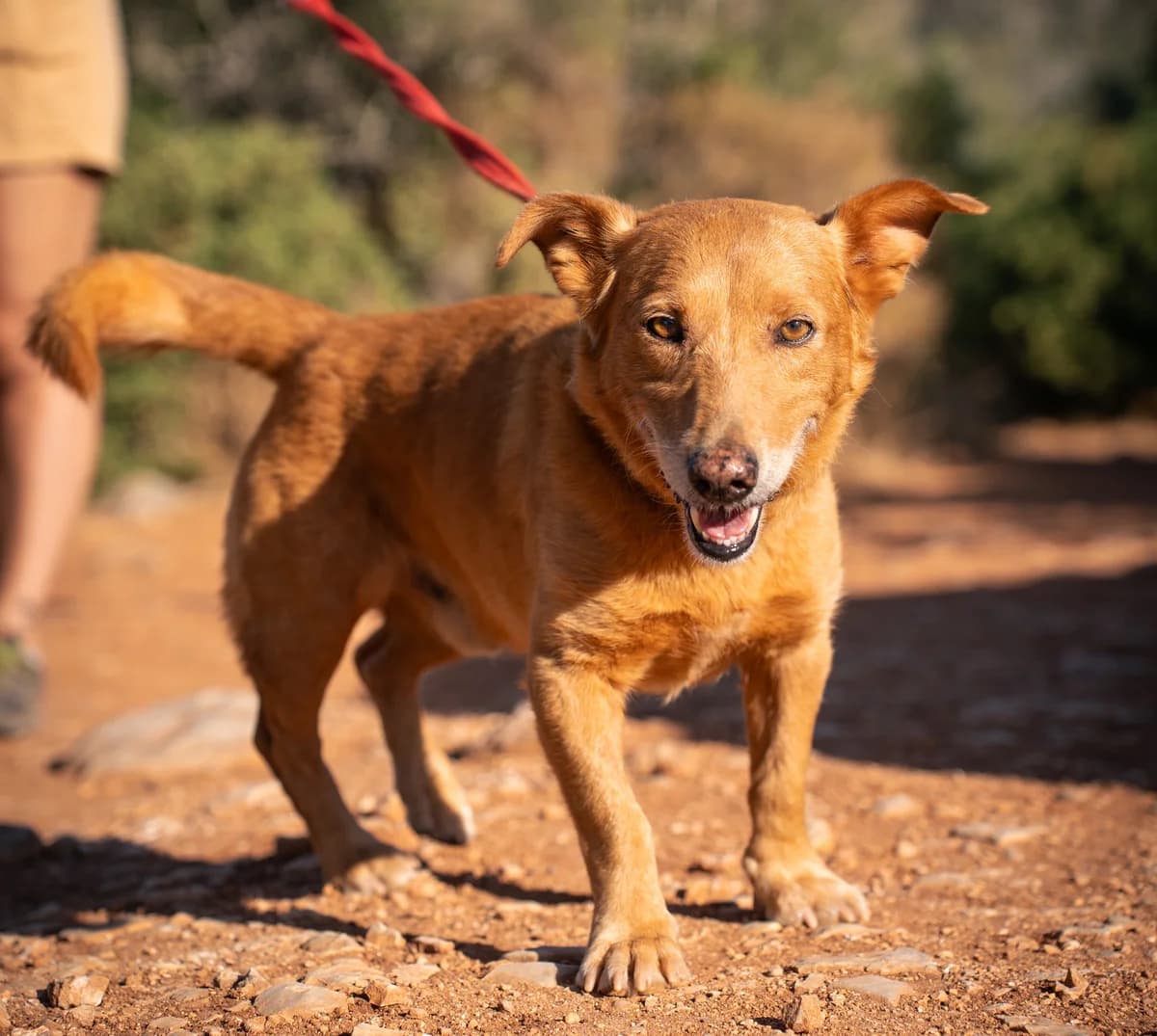 Ringo, male 5yo Mixed Breed for adoption at Cadela Carlota, Cadela Carlota