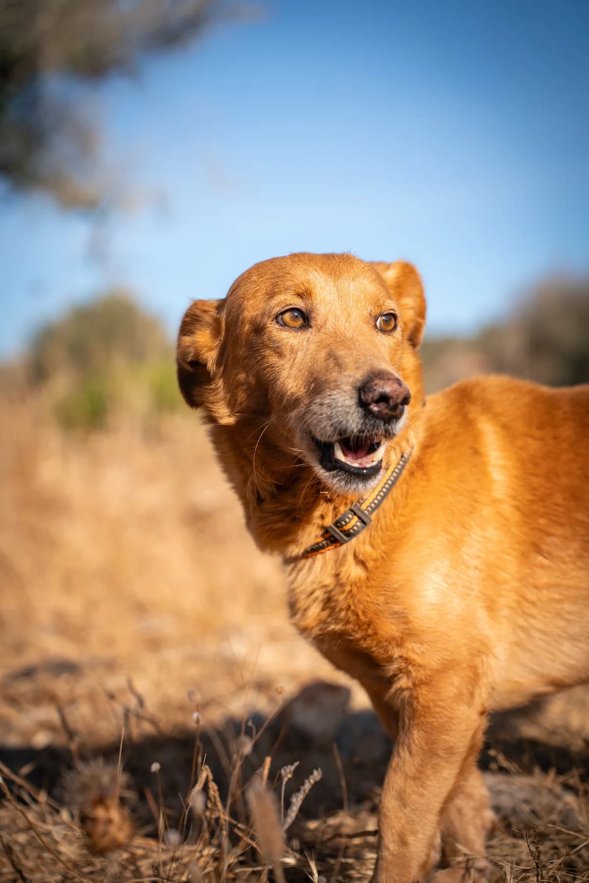 Ringo, male Mixed Breed for adoption at Cadela Carlota, Cadela Carlota photo 2