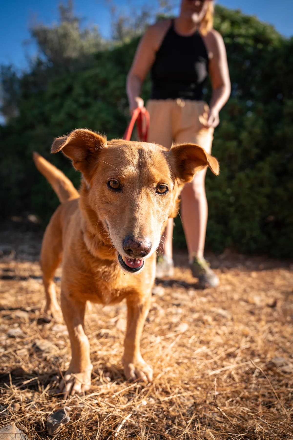Ringo, male Mixed Breed for adoption at Cadela Carlota, Cadela Carlota photo 3