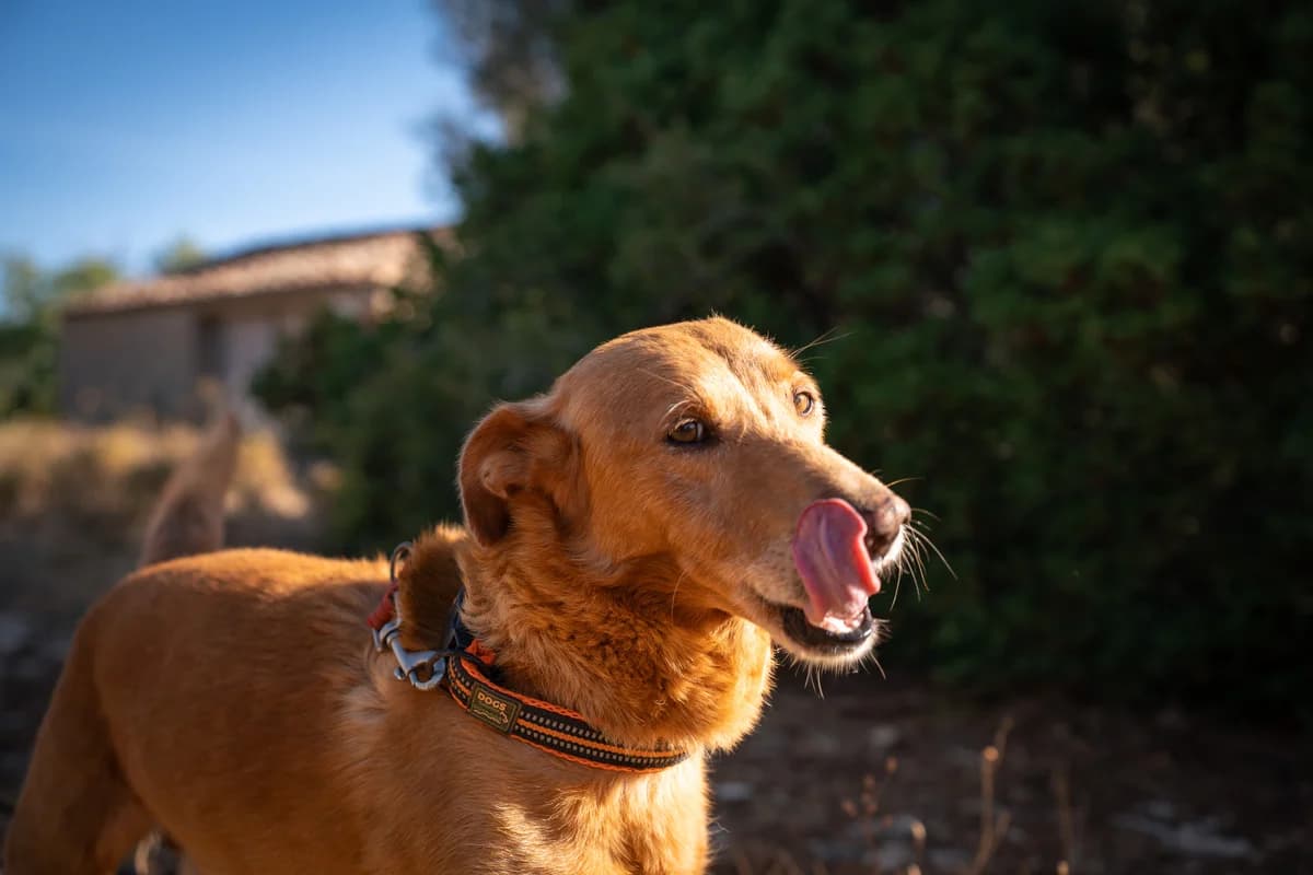 Ringo, male Mixed Breed for adoption at Cadela Carlota, Cadela Carlota photo 4