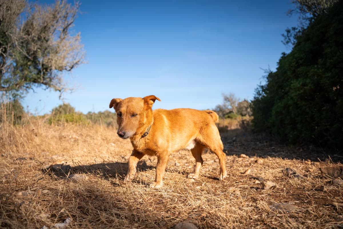 Ringo, male Mixed Breed for adoption at Cadela Carlota, Cadela Carlota photo 5
