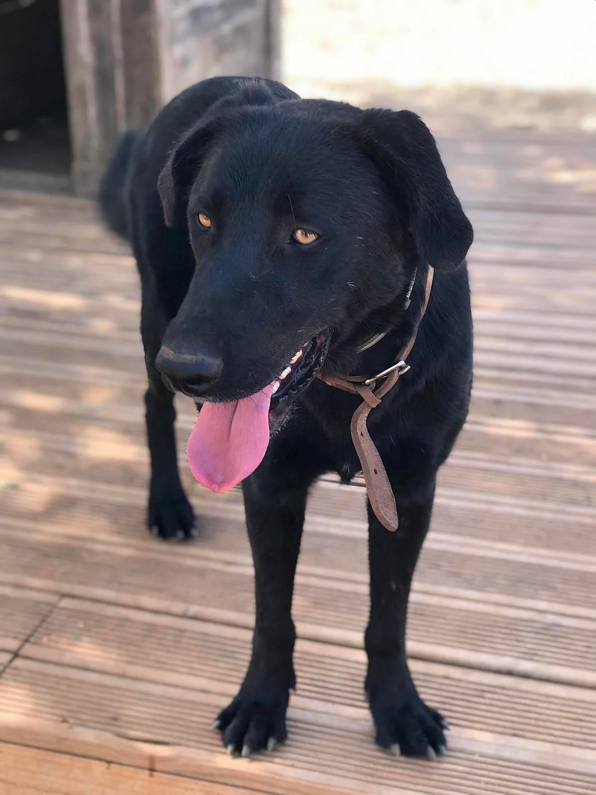 Rocky, male 4yo Mixed Breed for adoption at Cadela Carlota, Cadela Carlota