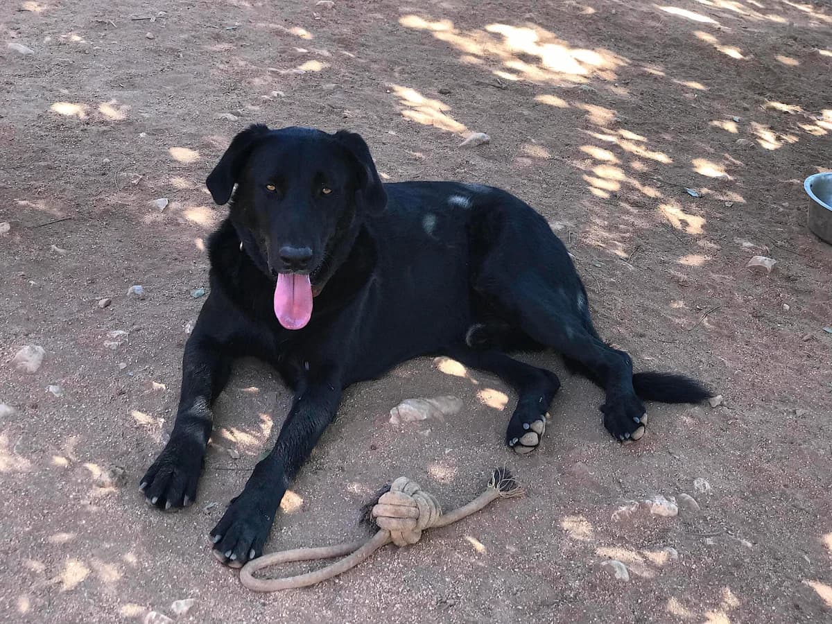 Rocky, male Mixed Breed for adoption at Cadela Carlota, Cadela Carlota photo 2