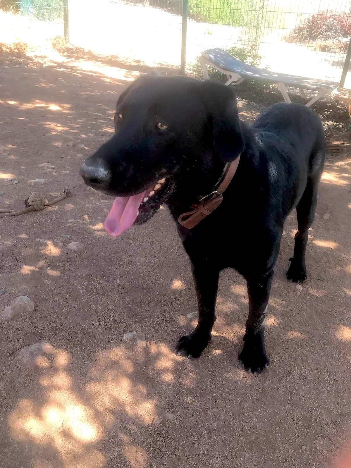 Rocky, male Mixed Breed for adoption at Cadela Carlota, Cadela Carlota photo 3