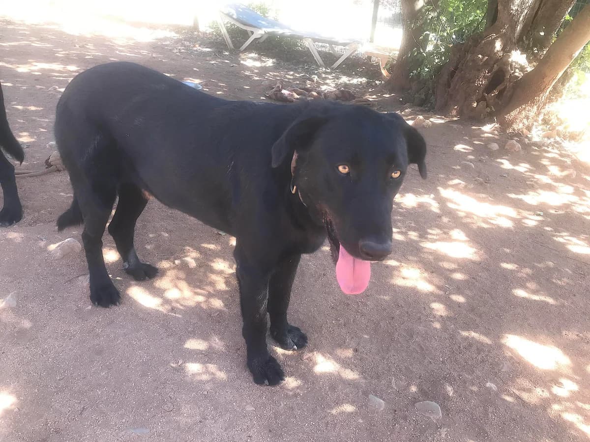 Rocky, male Mixed Breed for adoption at Cadela Carlota, Cadela Carlota photo 4